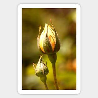 Yellow Rose Bud Sticker